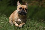 BOULEDOGUE FRANCAIS 859